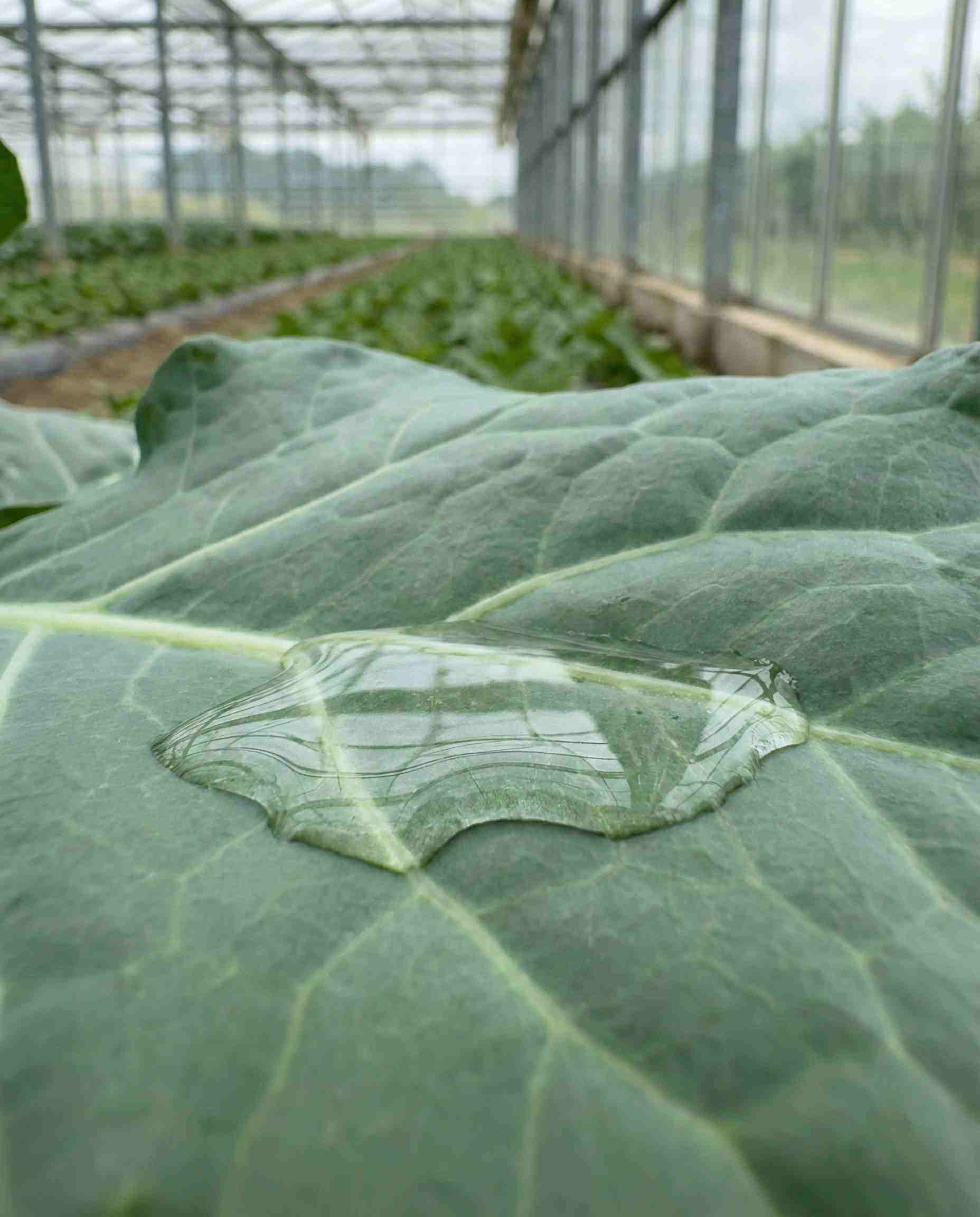 Macro shot of a liquid droplet spreading flat on a waxy green leaf, demonstrating the superior wetting agent properties of Polysorbate 21 in agrochemical sprays.